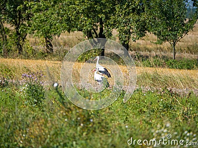 Close up of storks standing in a meadow Stock Photo