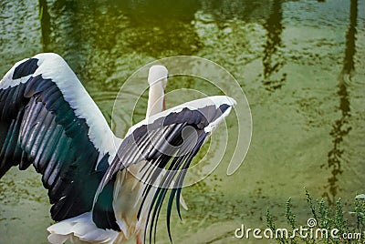 Close up with storks on the waterfront - Stork with open wings Stock Photo