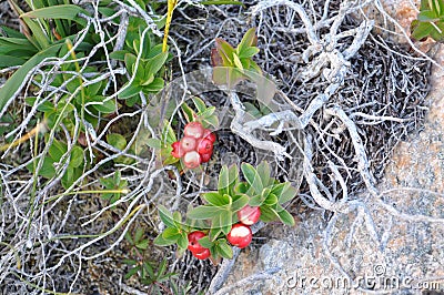 Lingonberries and dry branches at the sea coast in Torget island in Nordland, Norway Stock Photo