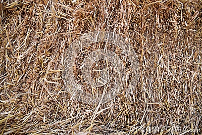 Close up of Straw pile, for background Stock Photo