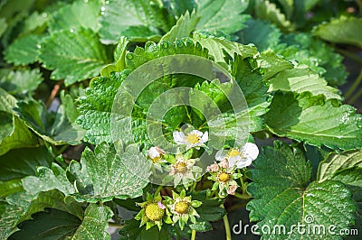 Close up Strawberry green leaf growing in farm garden with dew cold weather background Stock Photo