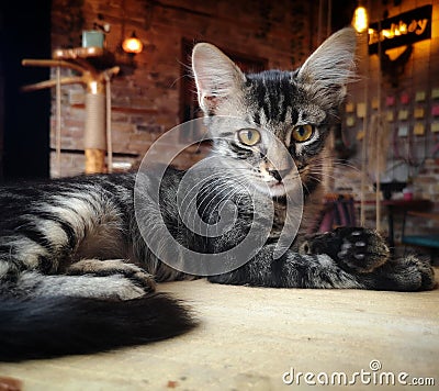 Close-up of stray cat in Istanbul Stock Photo