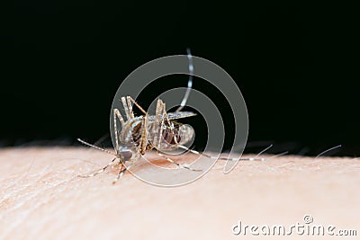 Close-up of Striped mosquitoes are eating blood on human skin Stock Photo