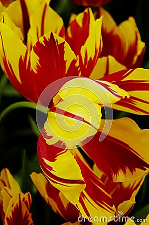 Close-up of striped yellow and red tulips Stock Photo