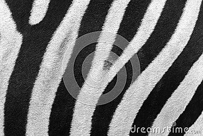 Close up stripes of real zebra skin. nature wildlife animal background and texture concept Stock Photo