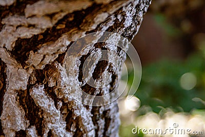 Close up from structural tree bark Stock Photo