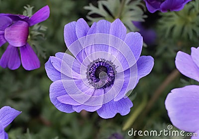 Close up of the stunning Poppy Anemone flower `Monalisa Deep Blue` Stock Photo