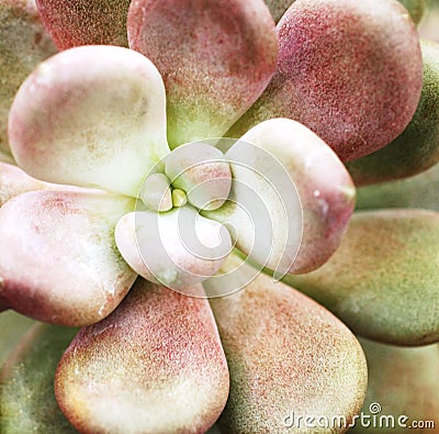 Close up of Succulent Cactus Stock Photo