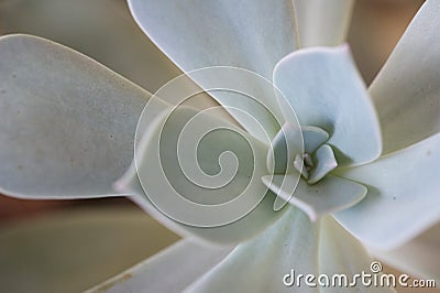 Close up of a succulent Stock Photo