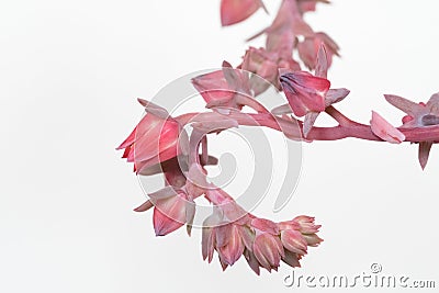 Pink Bud Cluster of Dick`s Pink Succulent Stock Photo