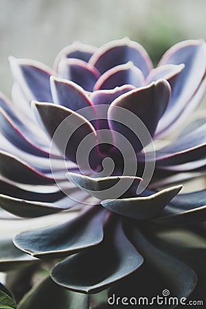 Close up succulent plant, dark photo, toned echeveria succulent rosette Stock Photo