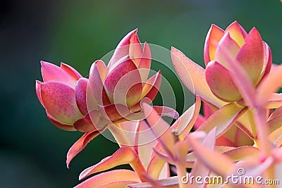 Succulent plants Stock Photo