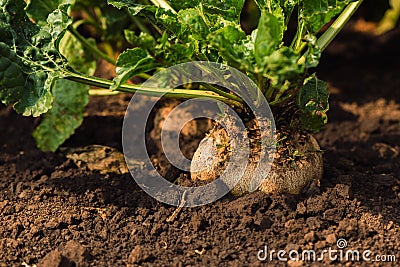 Close up of sugar beet root in field Stock Photo