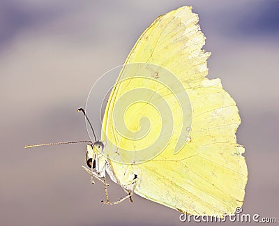 A Close Up Sulfur Butterfly, Family Pieridae Stock Photo