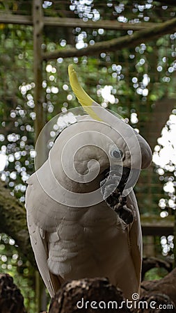 close-up of Sulfur-crested cockatoo standing on a tree Stock Photo