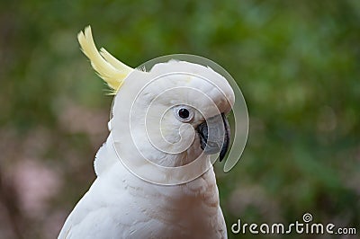 Close up of sulphur-crested cockatoo bird. Australian wildlife Stock Photo