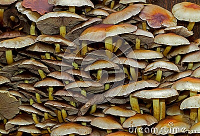 Close up of Sulphur Tuft toadstools, natural basckground Stock Photo