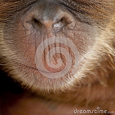 Close-up of Sumatran Orangutan's nose and mouth Stock Photo