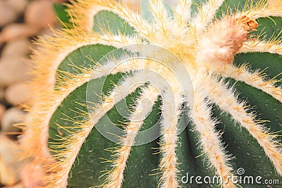 Close up summer desert cactus. Green leaves. Natural background Stock Photo