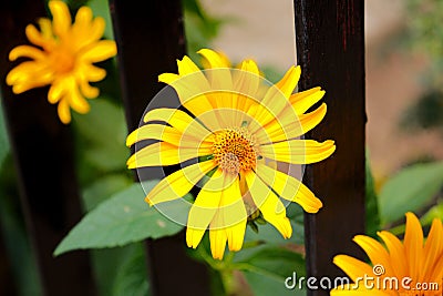 Close up of Summer flower image Stock Photo