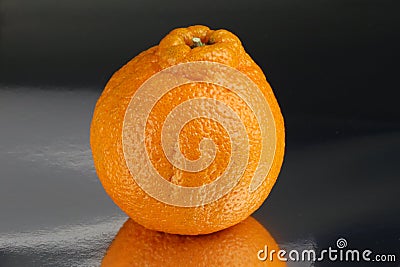 Close-up of Sumo Mandarin Orange citrus reticulata Stock Photo