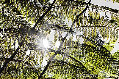 Close-up of a sun backlit fern plant leaf Stock Photo