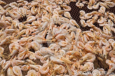 Close up of sun rdied seafood, traditional preserved food: Dried Shrimps for making Asian cuisines, Songkhla, Thailand Stock Photo