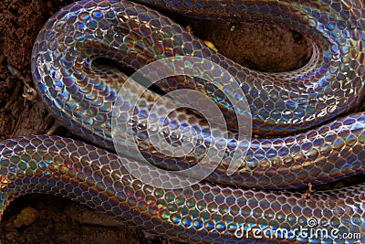 Close up Sunbeam snake in Thailand and Southeast Asia. Stock Photo