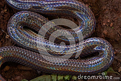 Close up Sunbeam snake in Thailand and Southeast Asia. Stock Photo