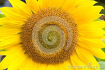 Close-up sunflower Stock Photo