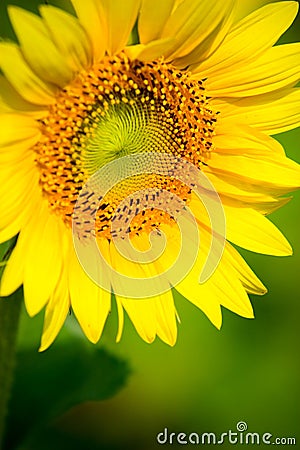 Close up sunflower Stock Photo