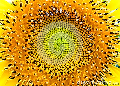Close up sunflower center pattern Stock Photo