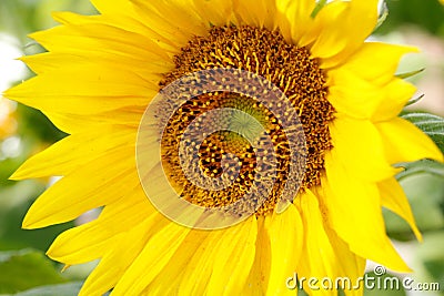 close up of sunflower head bright yellow petals with brown and yellow center Stock Photo