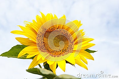 Close up of sunflower head Stock Photo