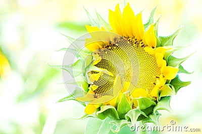 Close up of sunflower with shallow depth of field in nature, flower, blur, banner Stock Photo