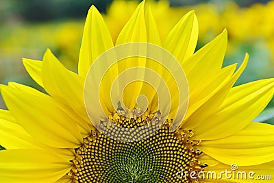 Sunflower Stock Photo