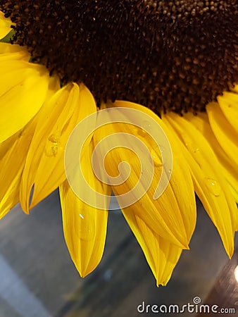 Close up of a sunflower with water drops on the yellow peddles Stock Photo