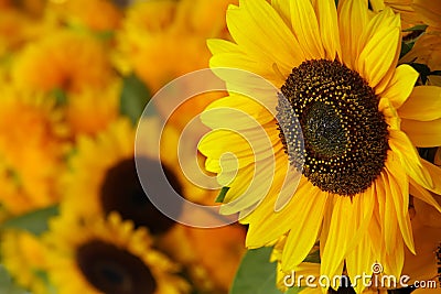 Close-up of sunflowers Stock Photo