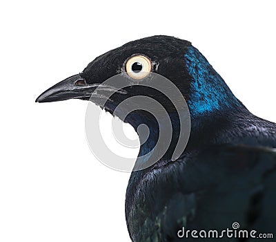 Close-up of a Superb Starling - Lamprotornis superbus Stock Photo