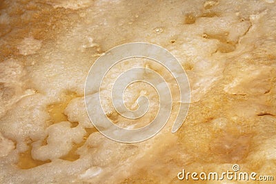 Close-up surface pattern big fresh scoby symbiotic culture of bacteria and yeast kombucha image Stock Photo