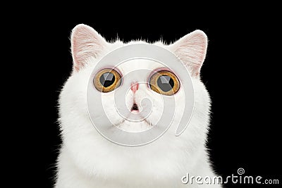 Close-up surprised Pure White Exotic Cat Head Isolated Black Background Stock Photo