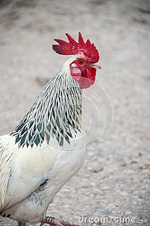 Close up of a Sussex Light cockerel on a farm in England Stock Photo