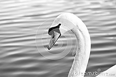 Close up of swan head swimming in the lake Stock Photo