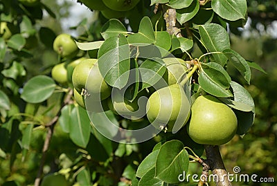 Close up on sweet green color pears harvest on the pear tree branch. Stock Photo