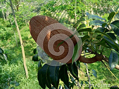 Close up swietenia mahagoni mahoni, mauni flower with natural background. Mahogany is a straight-grained, reddish-brown timber o Stock Photo