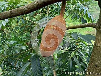 Close up swietenia mahagoni mahoni, mauni flower with natural background. Mahogany is a straight-grained, reddish-brown timber o Stock Photo