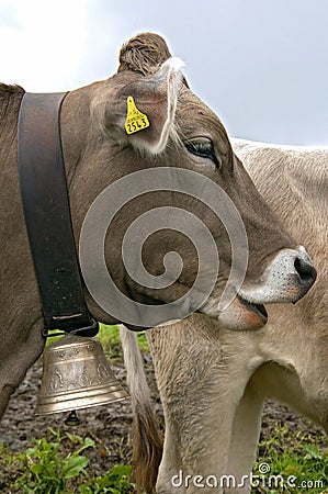 Close up of Swiss cow with cow bell Editorial Stock Photo