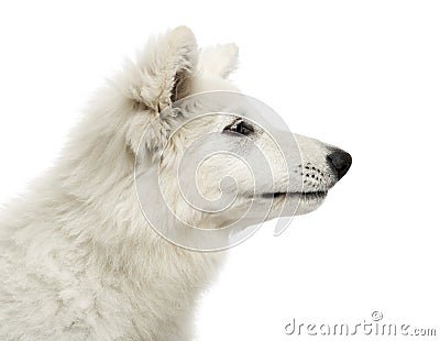 Close-up of a Swiss Shepherd Dog puppy`s profile Stock Photo