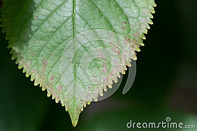 Cherry leaf spot Blumeriella jaapii small circular fungal disease lesions on the leaf of a sweet cherry leaf Stock Photo