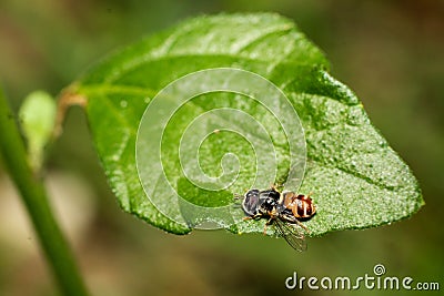 Close up Syrphidae Hoverfly or flower fly on green leaf in the garden Stock Photo